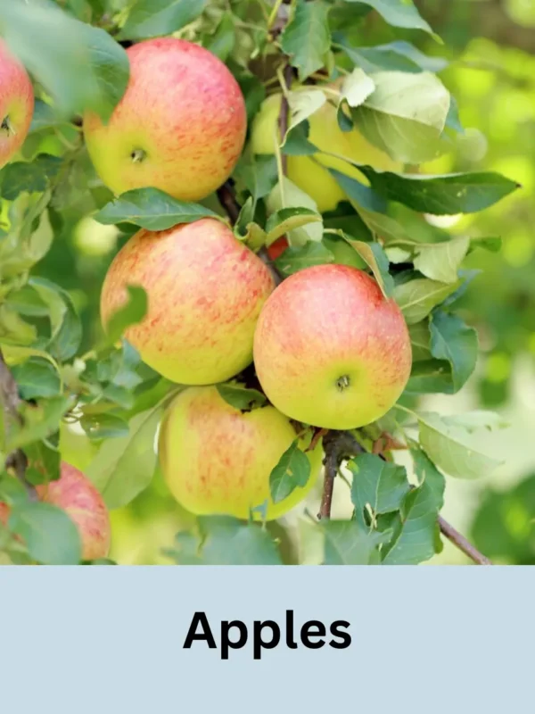 Apples