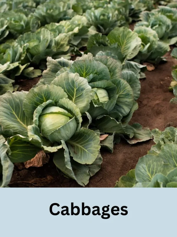 Cabbages