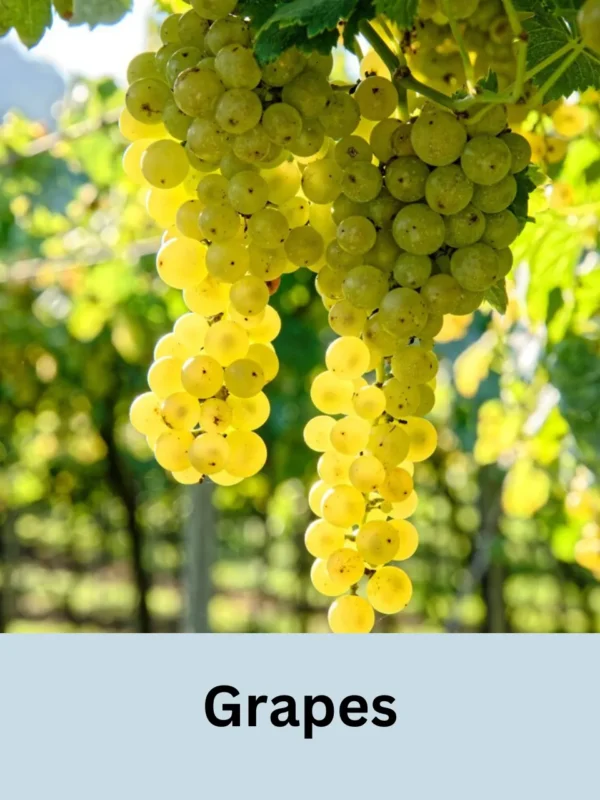 Grapes
